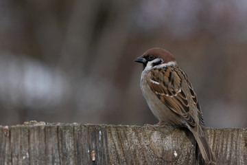 The house sparrow (Passer domesticus) sitting on a wood .Sparrow can be found in most parts of the...