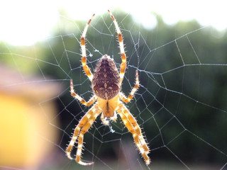 Close-up of a spider in a web