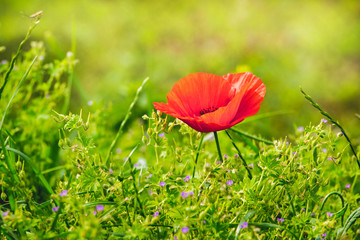 Red poppy among green grass in sunny weather_