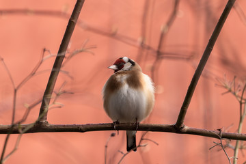Vögel an der Winterfütterung