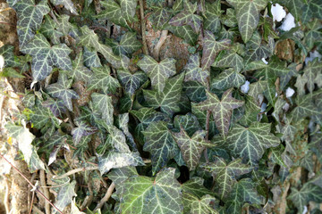 Hedera helix - Green ivy weaves a tree trunk