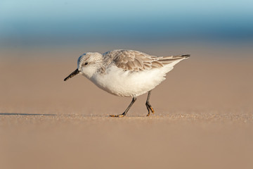 Adult sanderling (Calidris alba) walking along the sandy beach