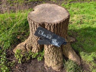Slate sign with the word Blue Tit and an illustration of a bird. The sign is nailed to a chopped in half tree trunk set against a grass background. Mitcham, England
