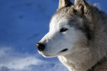 Gros plan sur les huskys au Plateau du Retord en France