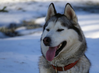 Gros plan sur les huskys au Plateau du Retord en France