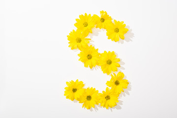 top view of yellow daisies arranged in letter S on white background