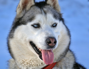 Gros plan sur les huskys au Plateau du Retord en France