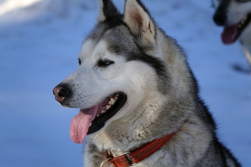 Gros plan sur les huskys au Plateau du Retord en France