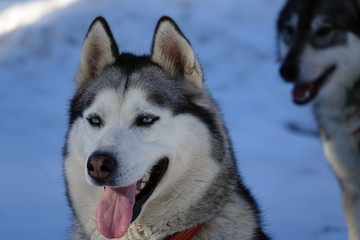 Gros plan sur les huskys au Plateau du Retord en France
