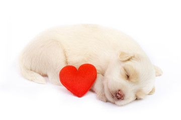 Cute little dog isolated on white background with red heart.