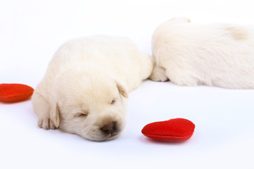 Cute little dog isolated on white background with red heart.