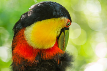 Closeup of a green-billed toucan