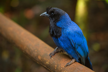 Azure Jay on a wooden handrail