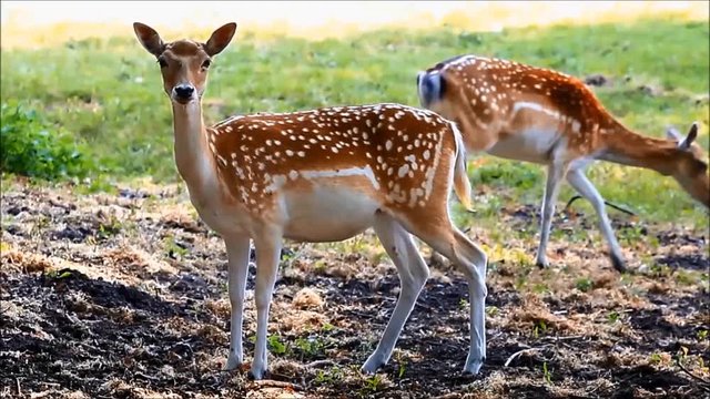 fallow deer  in a wildlife park