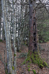 Forêt sur le Plateau du Retord en France