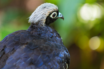 Black-fronted piping guan (Pipile jacutinga)