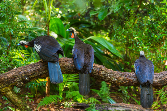 Black-fronted piping guan (Pipile jacutinga)