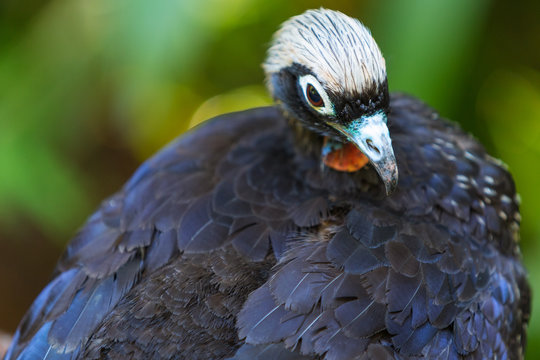 Black-fronted piping guan (Pipile jacutinga)