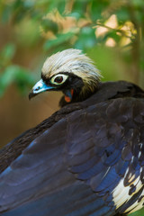 Black-fronted piping guan (Pipile jacutinga)