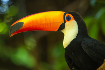 Toco toucan among the trees