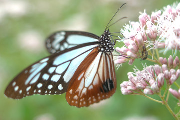 アサギマダラ蝶