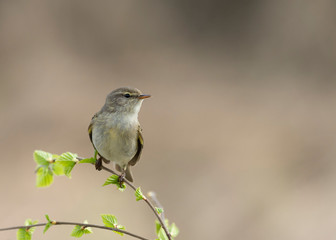 Common Chiffchaff (Phylloscopus collybita) perched on a branch. The common chiffchaff (Phylloscopus collybita), or simply the chiffchaff, is a common and widespread leaf warbler.