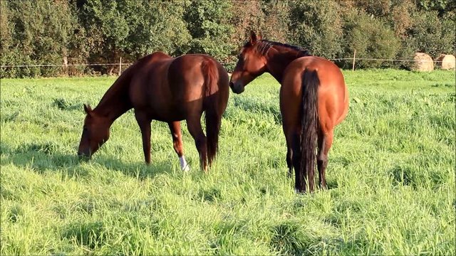 brown horses grazing on meadow