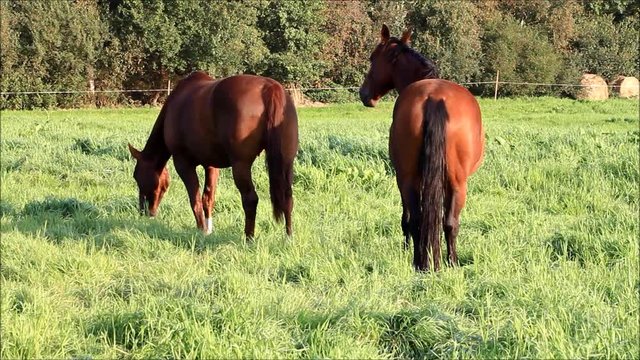 brown horses grazing on meadow