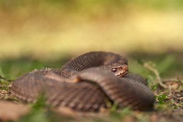 Female of European viper Vipera berus in Czech Republic