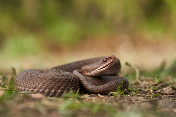 Female of European viper Vipera berus in Czech Republic