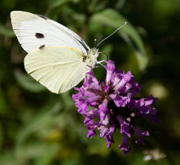 schmetterling