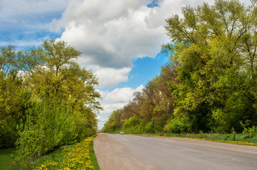 Asphalt road with flowering trees and dandelion at spring