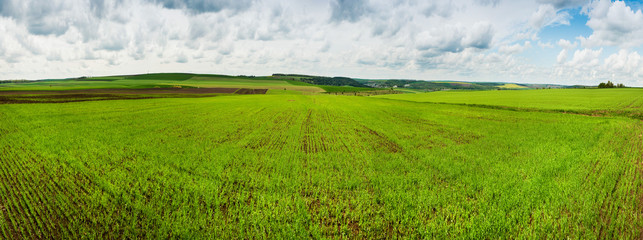 panorama of lines young winter wheat shoots on big field with clouds sky