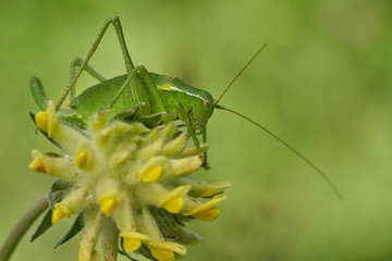 Krauss's bush-cricket, Isophya kraussi, in Slovakia West Tatras Mountain