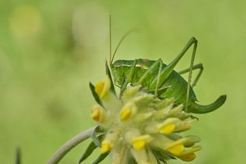 Krauss's bush-cricket, Isophya kraussi, in Slovakia West Tatras Mountain