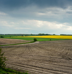 Lonely tree on a field and yellow blooming rape field in background at spring day