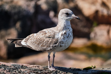 Seagull close-up on a background of stones.