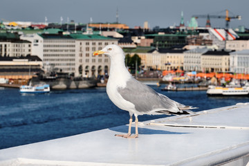 A seagull on the foreground, the Port of Helsinki and city on the background.