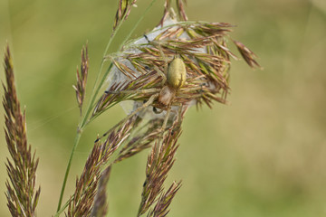 Yellow sac spider Cheiracanthium punctorium with nest in Czech Republic