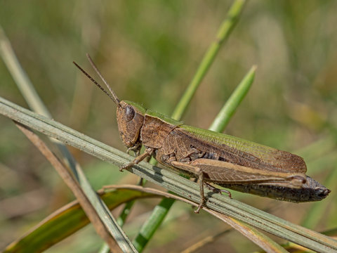 Chorthippus dorsatus is a species belonging to the family Acrididae. Grashopper (Chorthippus dorsatus)