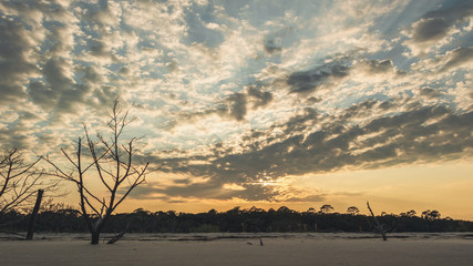 A dead tree with dramatic orange sunset on driftwood beach, Jekyll Island, Georgia.