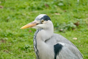 Grey heron in St. James's Park, London, UK - Ardea cinerea