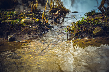 A stream of water flows through a field in spring