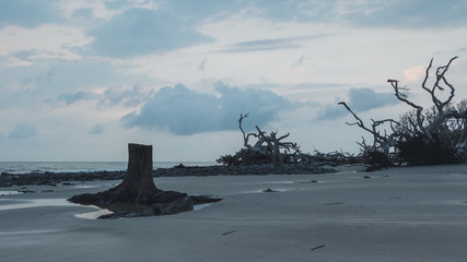 Tree trunk sits on the beach on an overcast gloomy day on driftwood beach, Jekyll Island, Georgia...