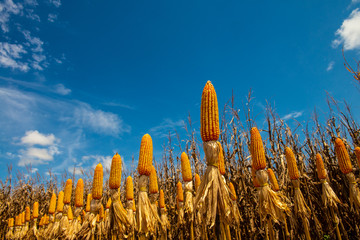 Agriculture - fresh corn cobs, golden grains for harvest with blue sky - Agribusiness