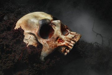 Skull of a dead man in on the ground