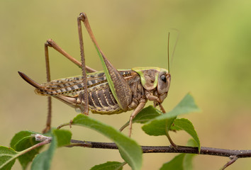 Female of The wart biter grasshopper Decticus verrucivorus in Romania
