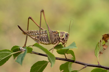 Female of The wart biter grasshopper Decticus verrucivorus in Romania