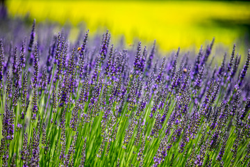 Naklejka premium lavender flower field