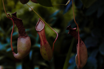 Nepenthaceae
